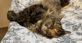 Hilft ein Saugroboter gegen eine Katzenhaarallergie?