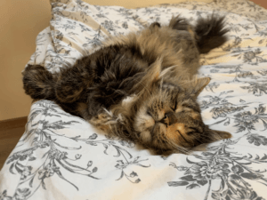 Hilft ein Saugroboter gegen eine Katzenhaarallergie?